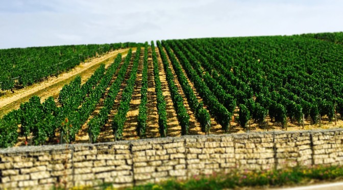 A week of wine tasting in wonderful France